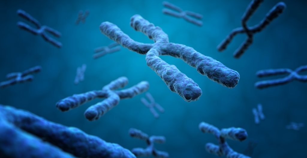 3D-Aufnahme von Xchromosomen 