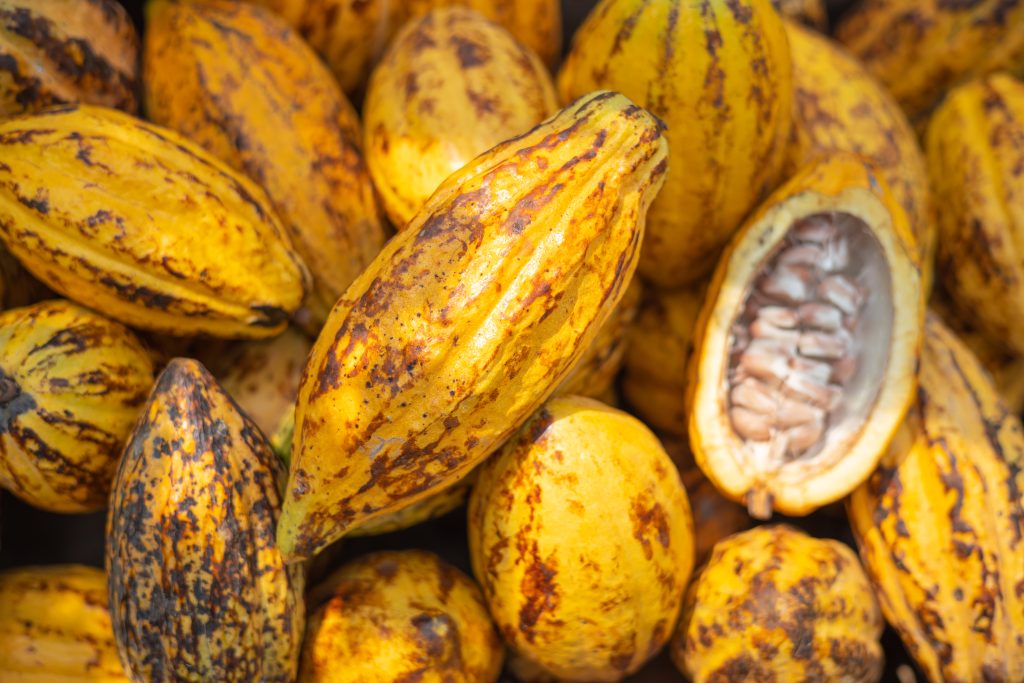 Kakaobohnen in Großaufnahme